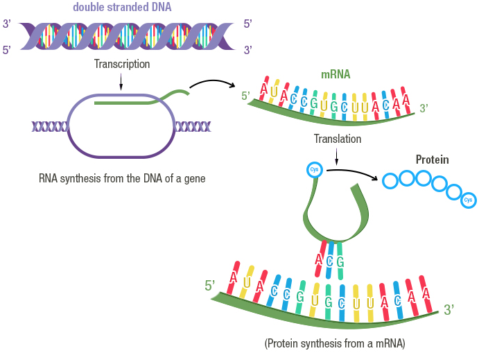 Schema of the gene expression process