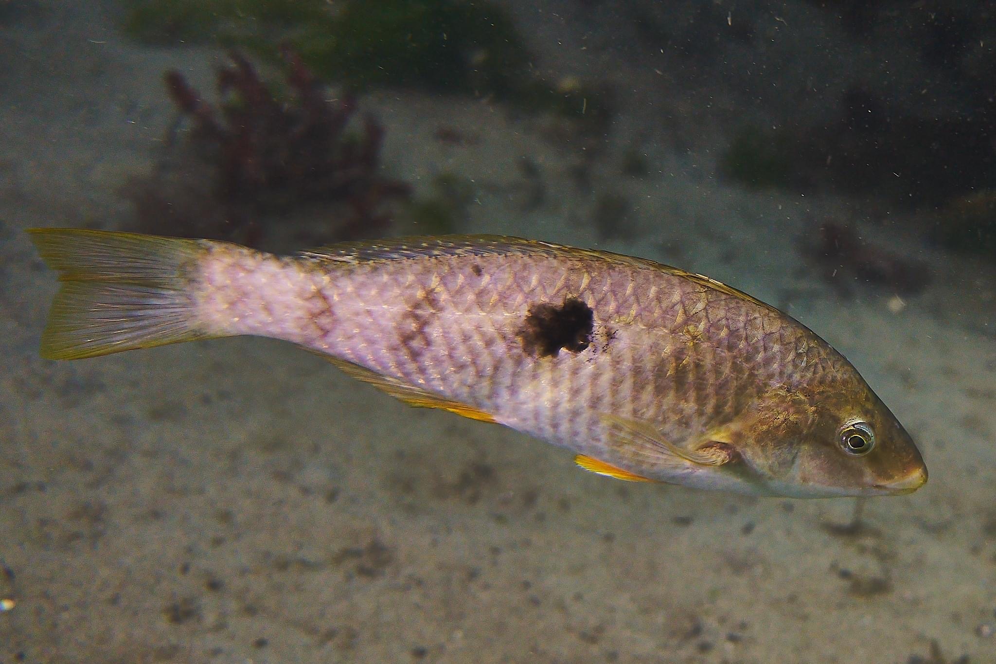 Spotty wrasse