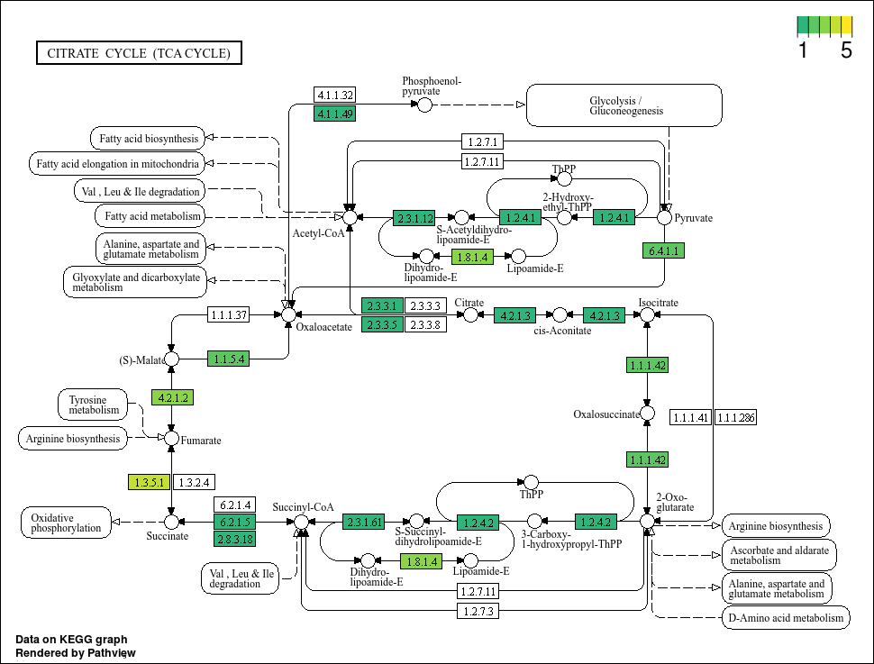 KEGG pathway maps - Metagenomics Summer School